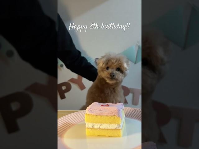 Happy Birthday Kotaro! #犬 #トイプードル #かわいい #トイプードルの虎太郎三桜 #トイプー多頭飼い #癒し #といぷーどる #こたみお
