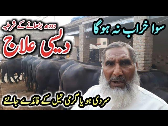 Kamyab Buffalo Farming in Pakistan ||Beautiful Buffalo Farm ||Village Info