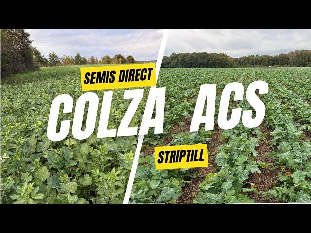 Colza Semis direct Versus Striptill