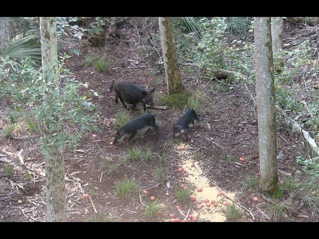 (GRAPHIC) Bow hunting for Hogs Deep in the Florida Swamp! Perfect Kill Shot!