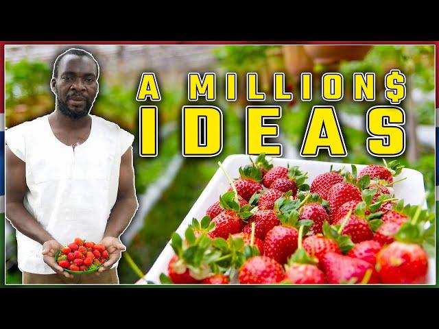 Strawberry Farming in The Gambia