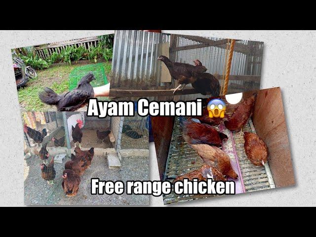 Introducing our Free Range Chicken - Rhode Island Red, Ayam Cemani, Brahmas and more