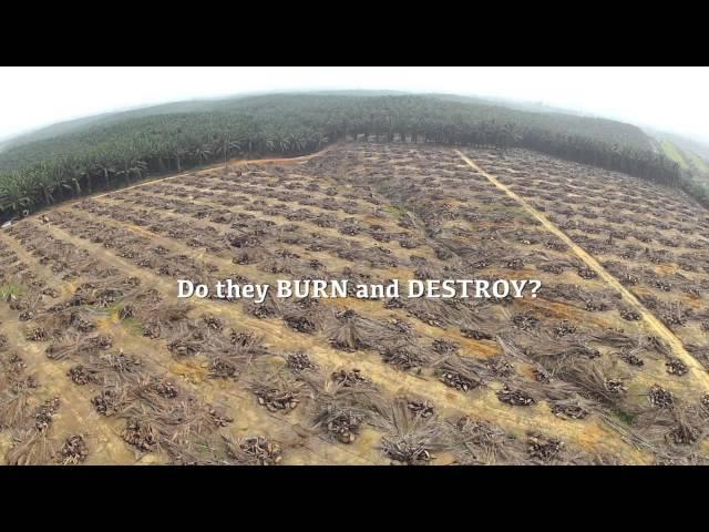 Exposed: Malaysian Oil Palm Farmers - Burn & Destroy !