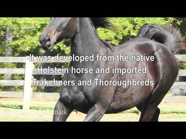 The Horsemart breed guide to Hanoverian