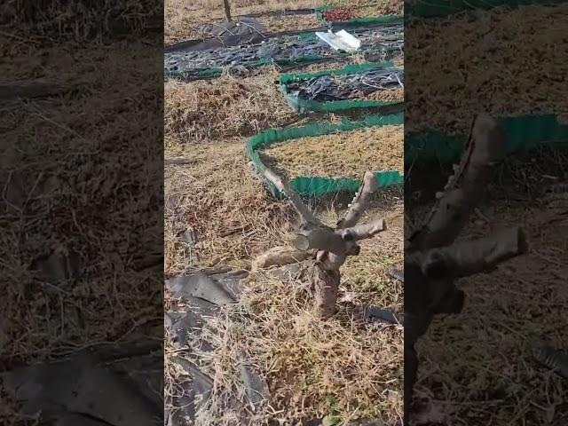 경기도양평 텃밭120평에 농막4년차-벌써 네번째 봄이 왔습니다. 과실수 가지치기와 밭 설거지하면서 한해 농사 준비합니다-2월28일