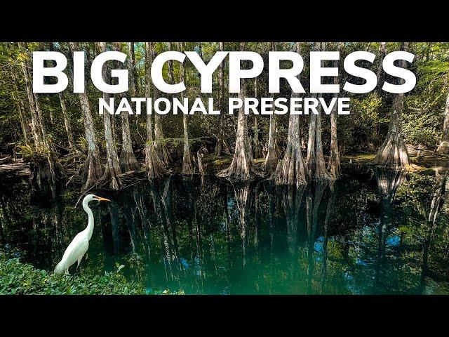 Big Cypress National Preserve: More than Just a Road to the Everglades!