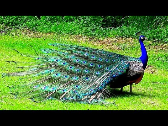 Peacock Nice voice | Peacock High quality dance | Top Pets Tv