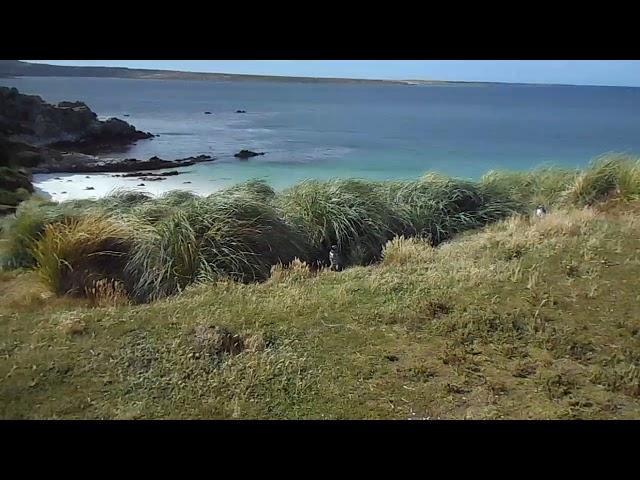 Фолклендські острови. Пінгвіни. Частина 16. Falkland islands. Penguins. Part 16.