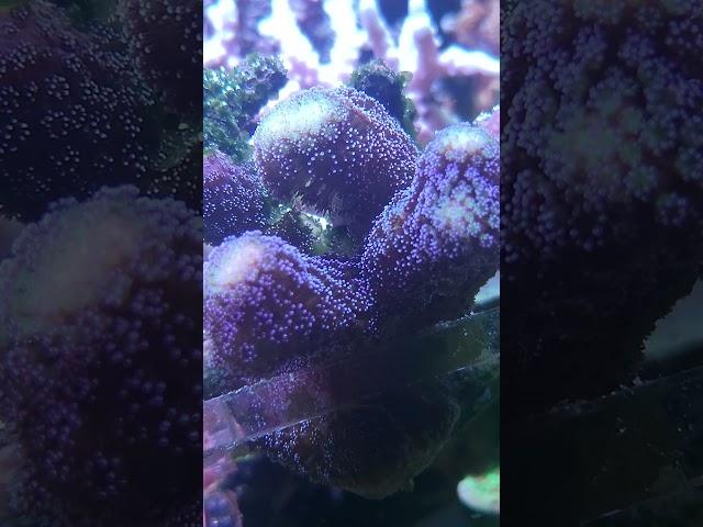 #reefaquarium #fishtank #coralreef #reef #reeftank #reeflife #reefer #coral #reef2reef #chill
