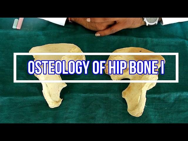 Osteology of Hip bone I Side side determination | Anatomical Position | Attachments | Applied