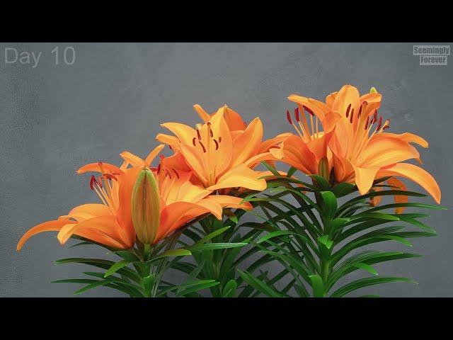 Lilies Time Lapse Blooming