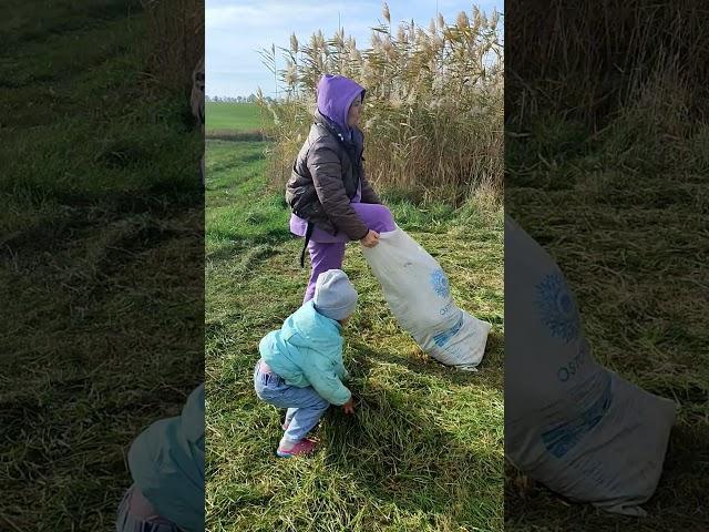 Поїхали по траву свиням ️