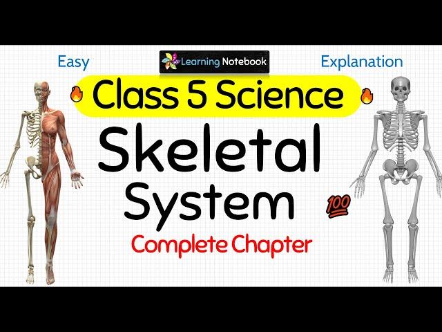 Class 5 Science Skeletal System