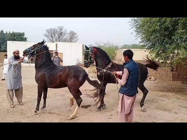 Best Arabic Horse Breeding Race Horse Marwari Unbelievable beautiful meetings #viralyoutubevideos