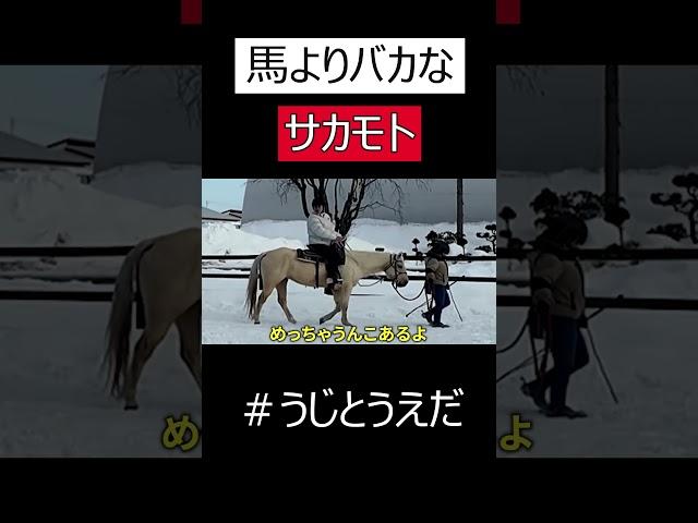 【うじとうえだ】馬よりバカなサカモト　#うじとうえだ切り抜き