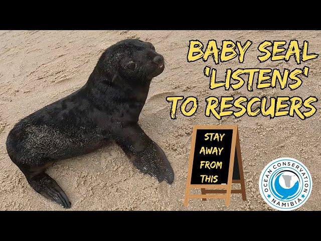 Baby Seal ‘Listens’ To Rescuers