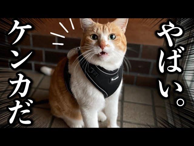 猫のケンカにバッタリ遭遇｜Bumping Into a Cat Fight