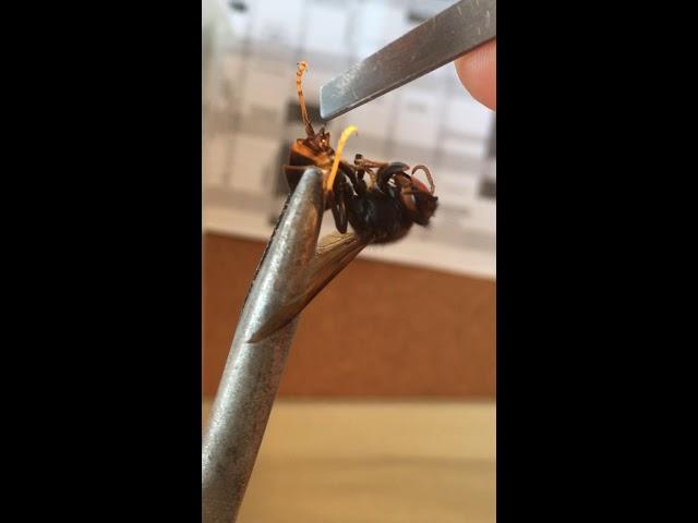 Pulling the stinger out of a hornet(vespa velutina)