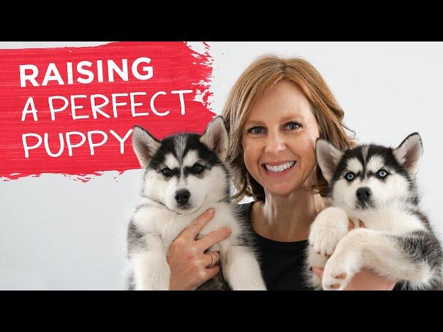 How To Set Your New Puppy Up For Success