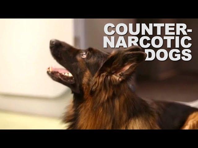 Counter-narcotics training for dog handlers