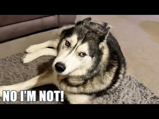 Husky Does NOT Approve Names His Nan Gives Him!