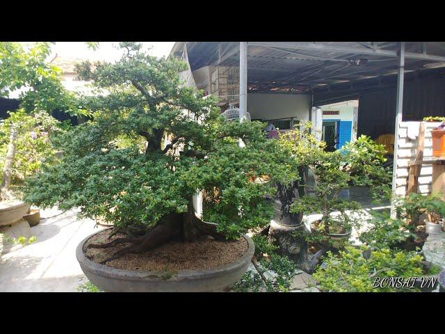 VƯỜN LINH SAM LỚN TẠI PHÚ YÊN - BONSAI VN