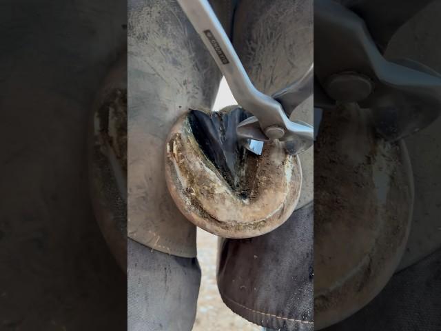 Helping horse with long feet! #farrier #asmrcommunity #oddlysatisfying