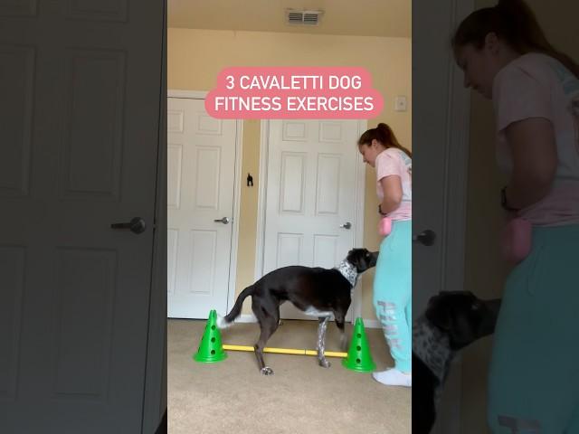 Cavaletti Dog fitness exercises #dogfitness #dogshorts #dogs #doglife #dogsports #dogtraining #dog