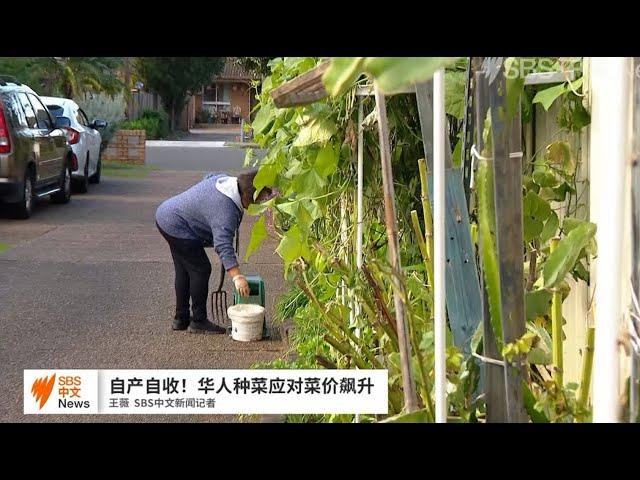 自产自收  澳洲华人自己种菜应对菜价飙升 | SBS中文