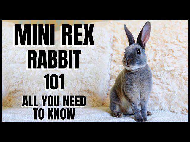 Mini Rex Rabbit 101: All You Need To Know