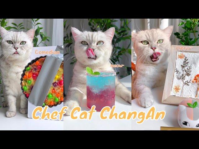 【Chef Cat ChangAn】Homemade Cherry Cocktails and Funny Foods Compilation || Cat Cooking Food TikToks