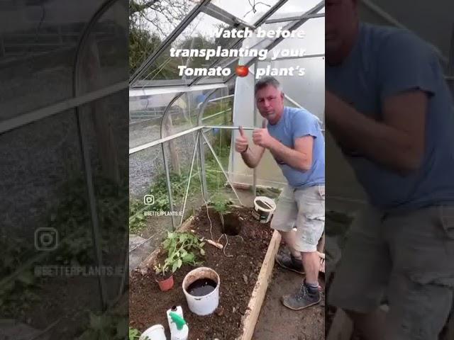 Growing Tomatoes Organically