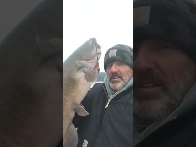 #shorts#catfish#cold#clearlake#fun