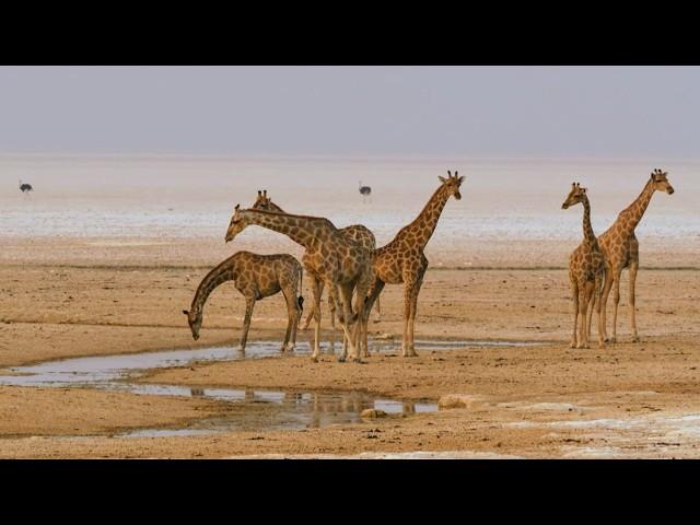 Southern Africa, wildlife along the water