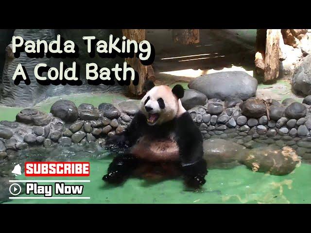 Chengdu Is Too Hot Without A Cold Bath | iPanda