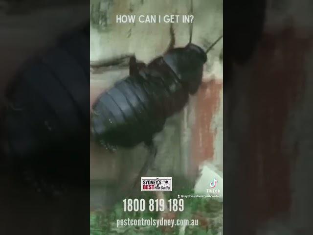 Pests are always looking for a way into your home!