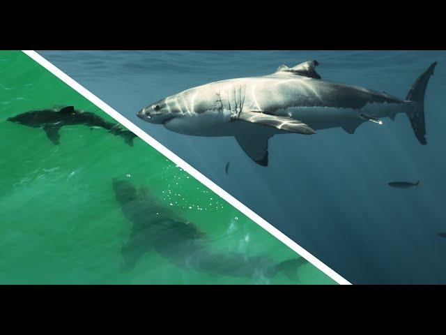 Great White Shark's Recovery Abilities Are Incredible!