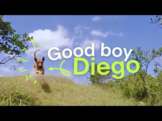 #GoodBoyDiego the anti-poaching dog: a rhino’s best friend