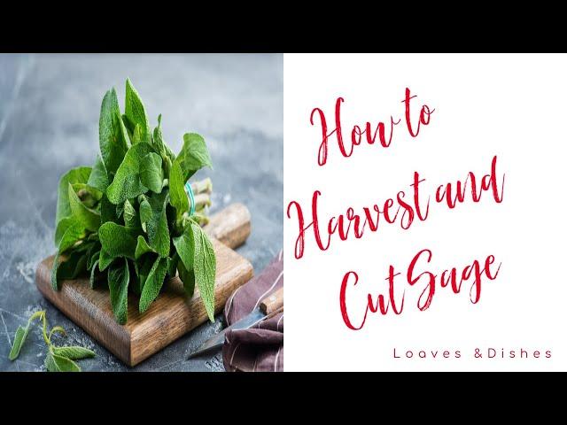 How to Cut Sage