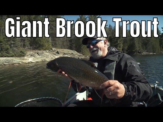 Giant Brook Trout In A Tiny Lake | Fish'n Canada