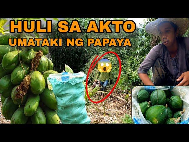 HULI SA AKTO ANG UMAATAKI SA PAPAYA