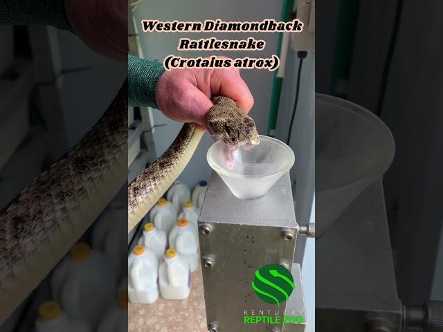 LARGE ALBINO RATTLESNAKE & VENOM FROM THREE HUGE FANGS! #kyreptilezoo #reptiles #venomoussnake