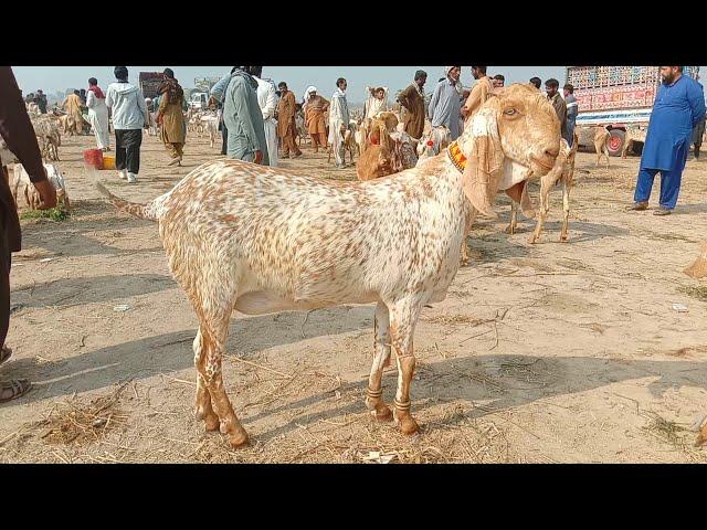 madrasa bakra Mandi latest update makhi cheeni baccho wali bakriyan Ajmal TV Hasilpur 03086171529