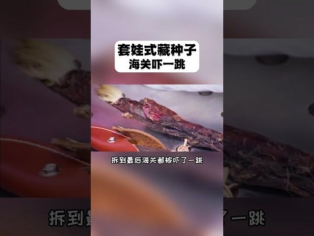 套娃式藏种子，拆到最后一层海关吓一跳！ #海关 #出国 #走私