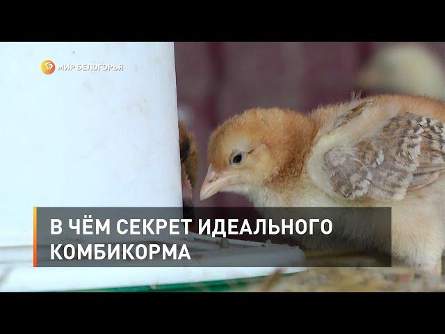 В чём секрет идеального комбикорма