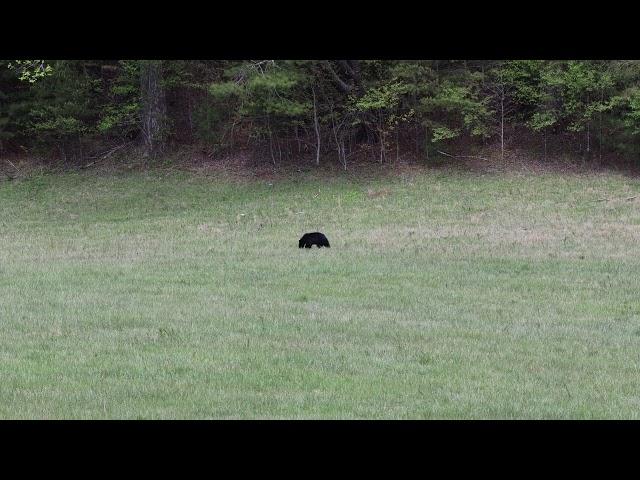 Cades Cove Bear 4-15-2023