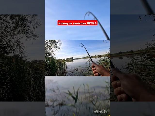 Нарешті трофей #fishing #риболовля #carpfishing #рибалка #риболов #fish #спінінг #pikefishing #щука