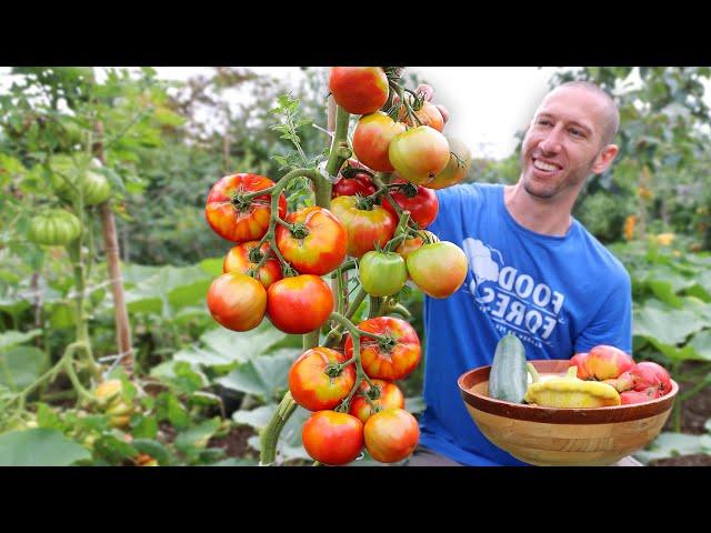 This Technique Forces Tomatoes to Produce Earlier, Ripen Faster, and Never Stop Fruiting