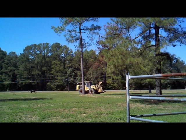 611 Hydro Ax cuts 80ft tree