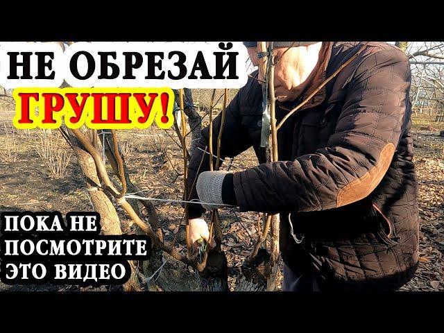 Обрезка ПРИВИТОЙ ГРУШИ весной для начинающих! Показываю как правильно обрезать и сформировать крону!